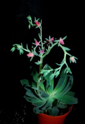 Crassulaceae14 072pp.jpg