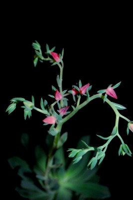 Crassulaceae14 073pp.jpg