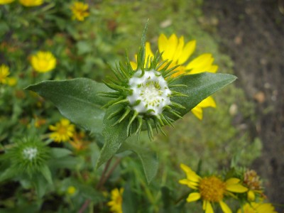 Grindelia squarrosa Knospe.jpg