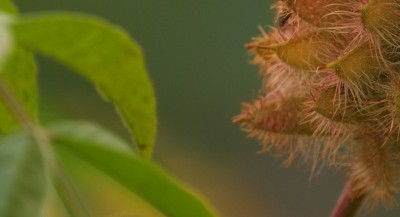 DSCF8651.jpg