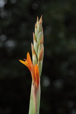 IMG_0534.JPG