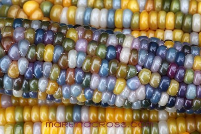 MC3324.jpg