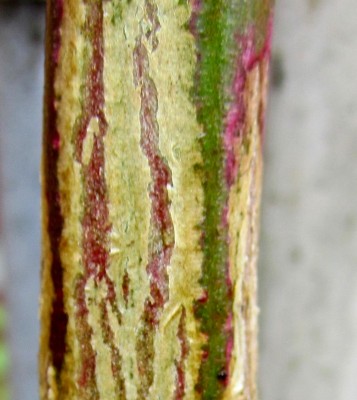 Rinde von einem Regenbogen- Eukalyptus.jpg