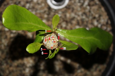 Hawaiipalme  05.09.2014.jpg