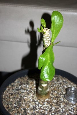 Hawaiipalme am 05.09.2014.jpg