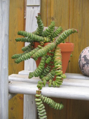 Crassula perforata 001.JPG