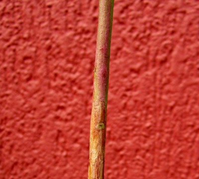 2014 - 5 003.jpg