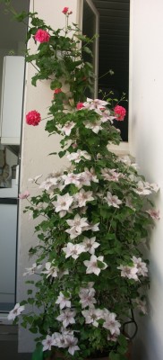 clematisBlüte.jpg