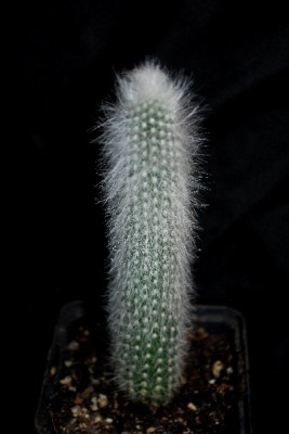 Stachler 108pp.jpg