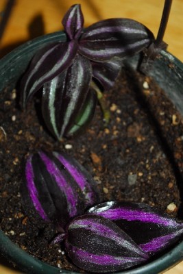 Tradescantia 087pp.jpg