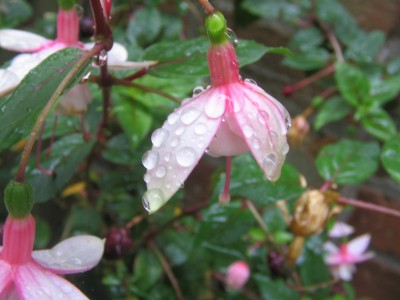 Regentropfen Sept. 2014 007.JPG