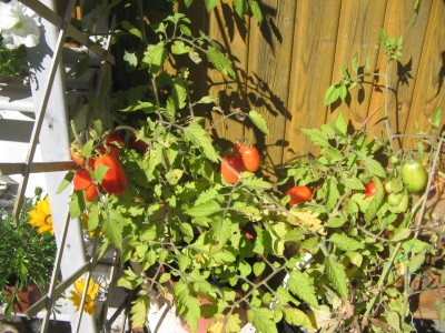 Tomaten 009.JPG