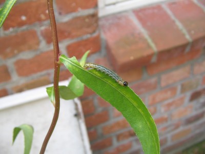 Räupchen 007.JPG