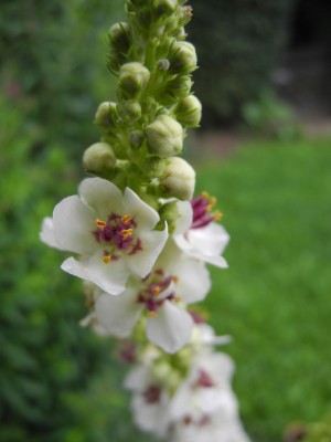 DSCN3081.jpg