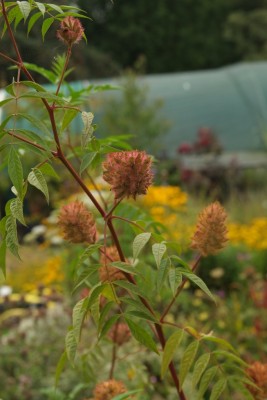 DSCF8652.jpg