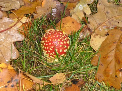 IMG_3115 Fliegenpilz.JPG