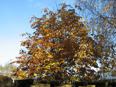 IMG_3114 Kastanie.JPG