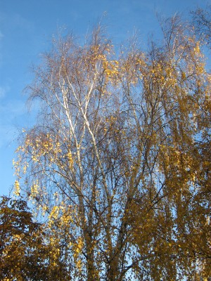 IMG_3113 Birke.JPG
