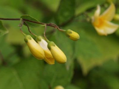 DSCF8644.jpg