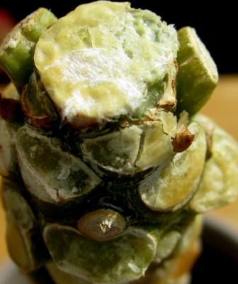 die geköpfte Hawaii-Palme.jpg