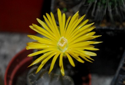 Lithops 009pp.jpg