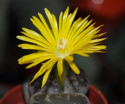 Lithops 010pp.jpg