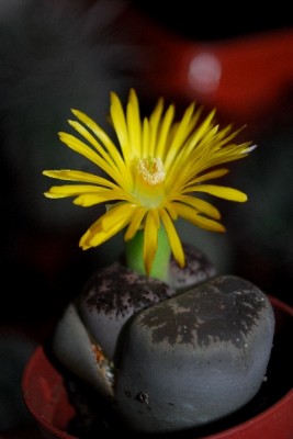Lithops 013pp.jpg