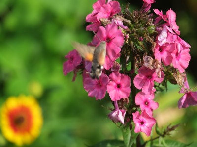 DSCF2942.jpg