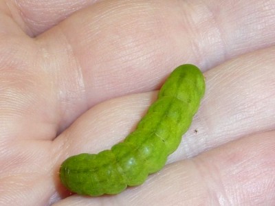 20121220b 008 - Kopie (640x480).jpg