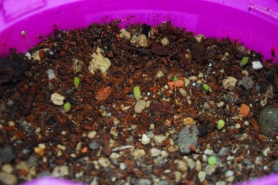 Gymno 002yy.jpg