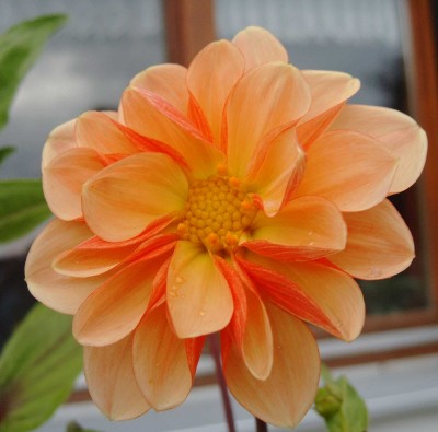 Dahlie_Kasten_0783.jpg