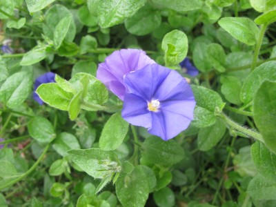 Vorgartenpflanze I (2).JPG