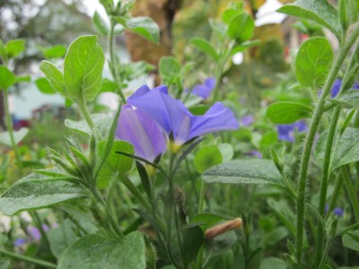 Vorgartenpflanze I (3).JPG