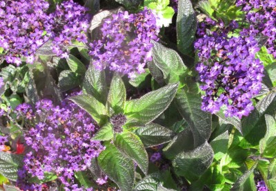 Vorgartenpflanze II (1).JPG