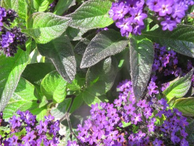 Vorgartenpflanze II (2).JPG