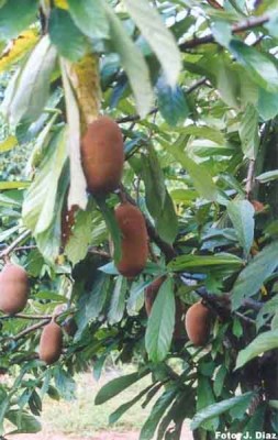 cupuacu_arvore thebroma grandiflorum.jpg