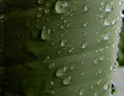 eingerolltes Bananenblatt.jpg