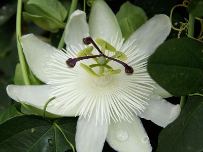 140921_passiflora_bluete_1.jpg