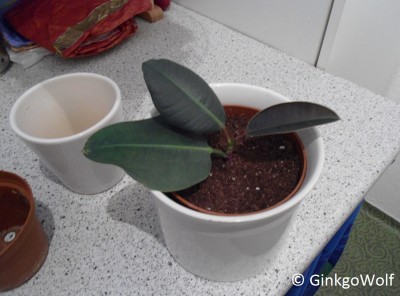 Ficus_elastica_2014_09_10.JPG