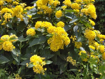 Wandelrose gelb.jpg