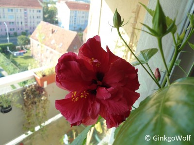 roter_gefüllterHibiscus.JPG