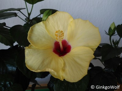 Hibiscus_2014_09_18.JPG