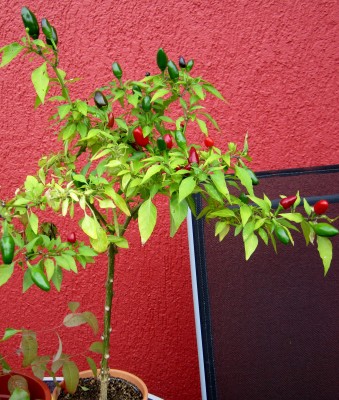 September 027.jpg