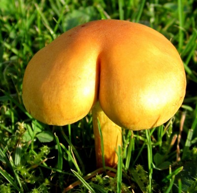 Popo-Pilz.jpg