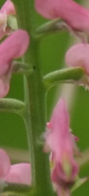 DSCF9391.jpg