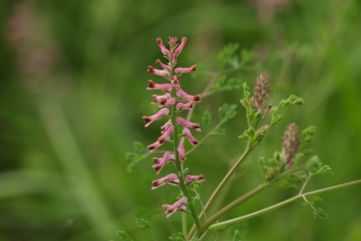DSCF93912.jpg