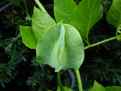 Glockenrebe (Cobaea scandens) Knospe.jpg