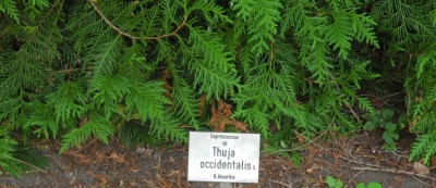 Thuja.jpg