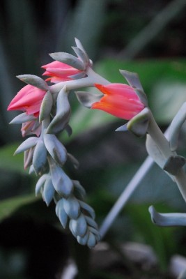 Crassulaceae14 094pp.jpg