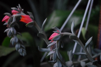 Crassulaceae14 096pp.jpg